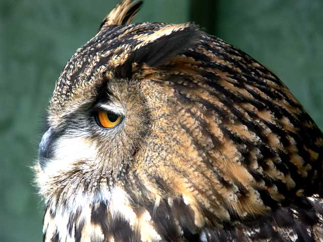 European Eagle Owl