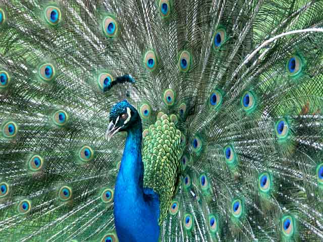 Peacock