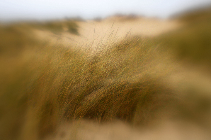 Dune