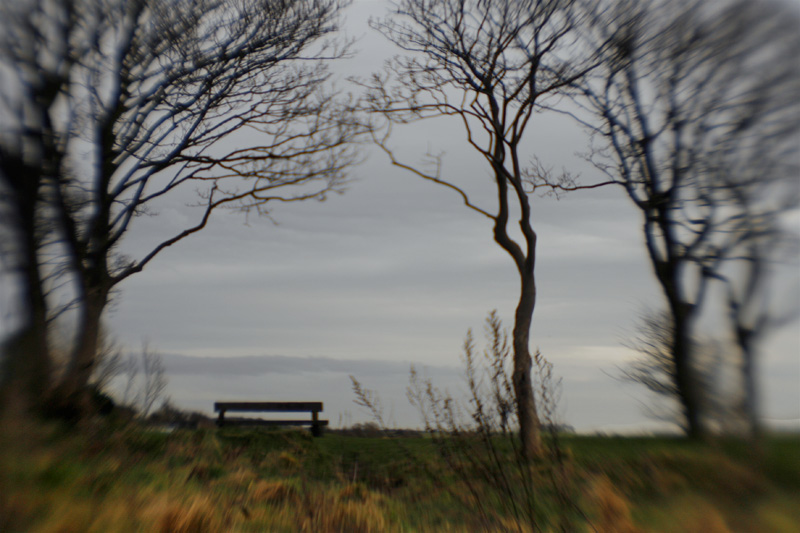 The Bench