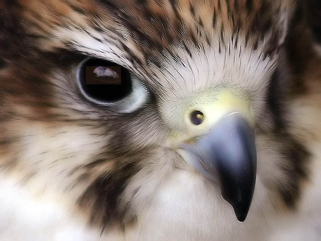 Baby Falcon