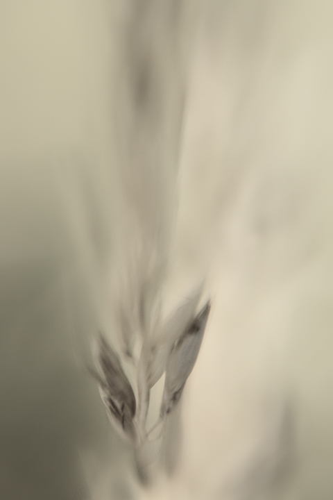 grass