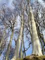 Applecross Trees