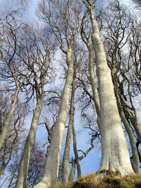 Applecross Trees