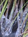 Frozen rushes