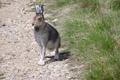 Mountain Hare