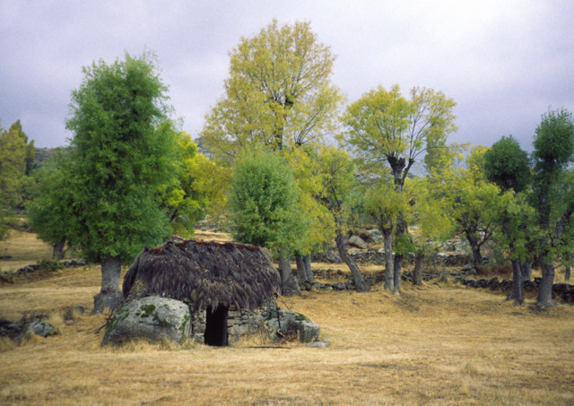 Spanish Pasture