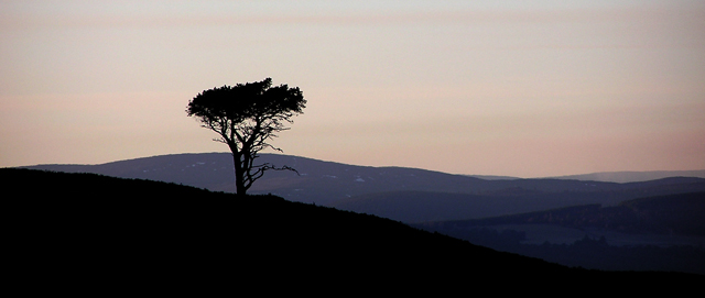 Lonesome Pine