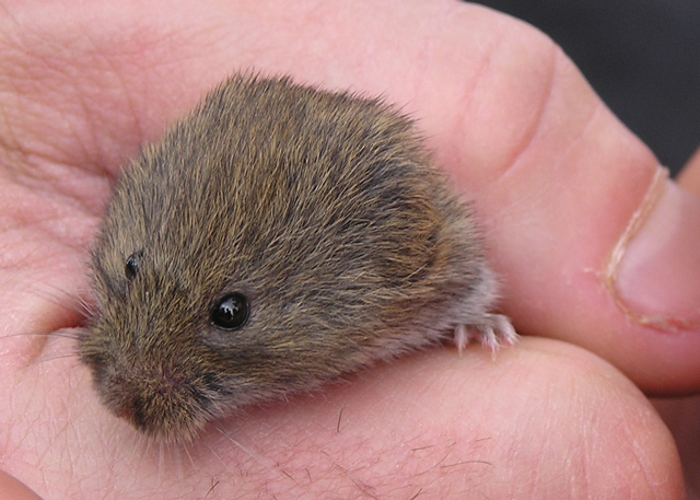 Field Vole