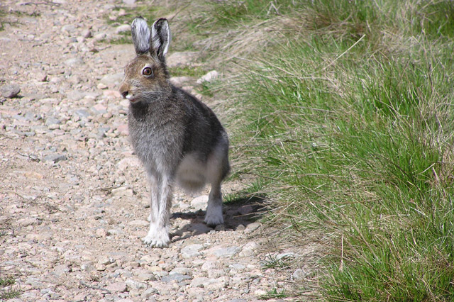 Mountain Hare