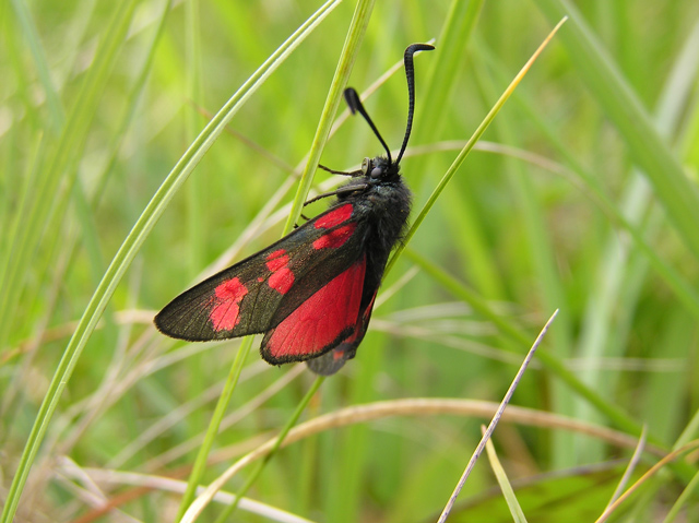 Burnett Moth