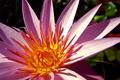 Purpellow Flower