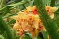 Orchid