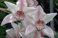 Orchids