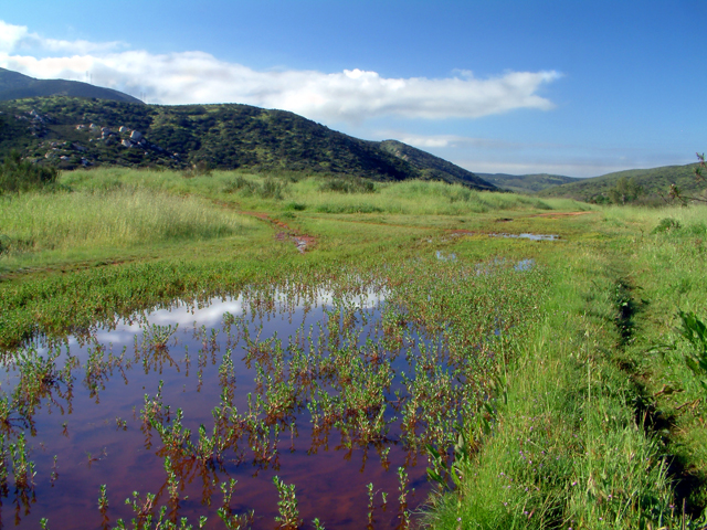 Spring Valley Reflections