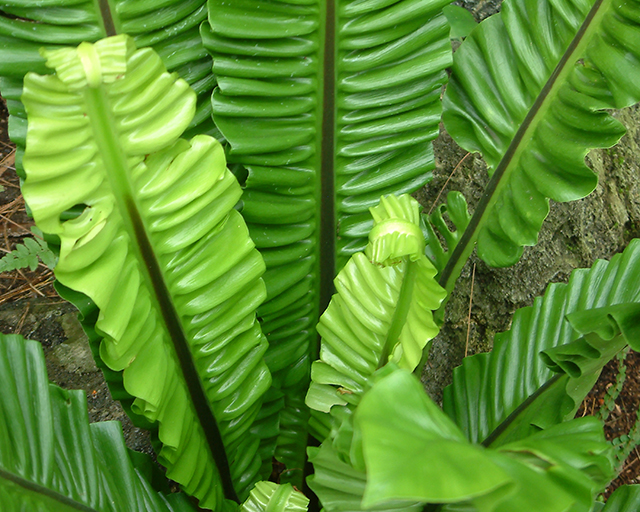Wrinkled