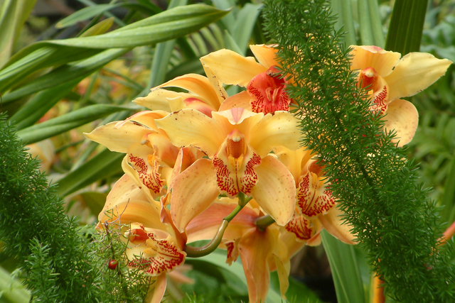 Orchid