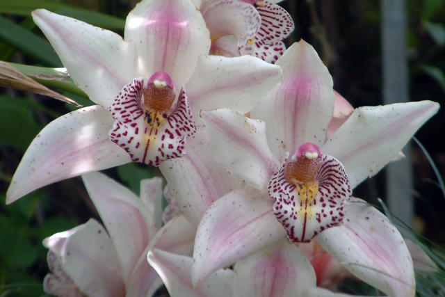 Orchids