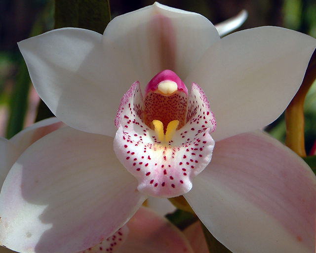 Orchid