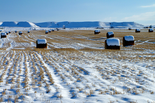 Snow Bails