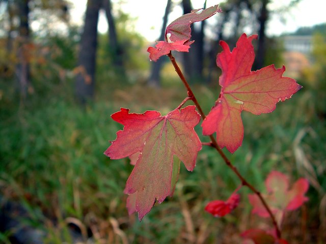 Fall