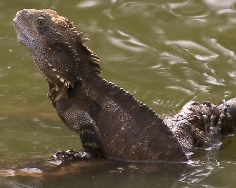Water Dragon
