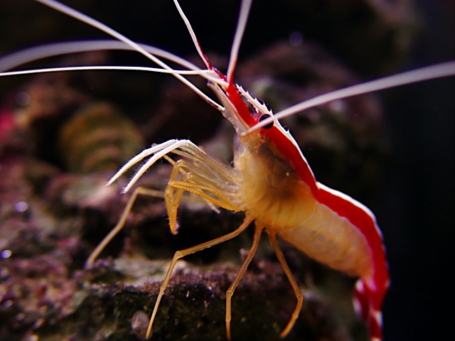 Pink and white shrimp.jpg