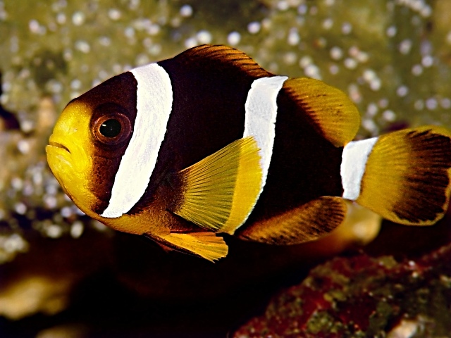 Stripey fish 2.jpg