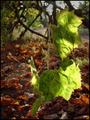 Morning Leaves
