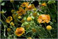 Flowers at the Fair