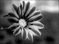 African Daisy