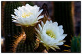 Cactus Flowers