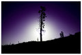 Yucca Silhouette