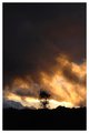 Single Tree