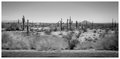 Saguaro