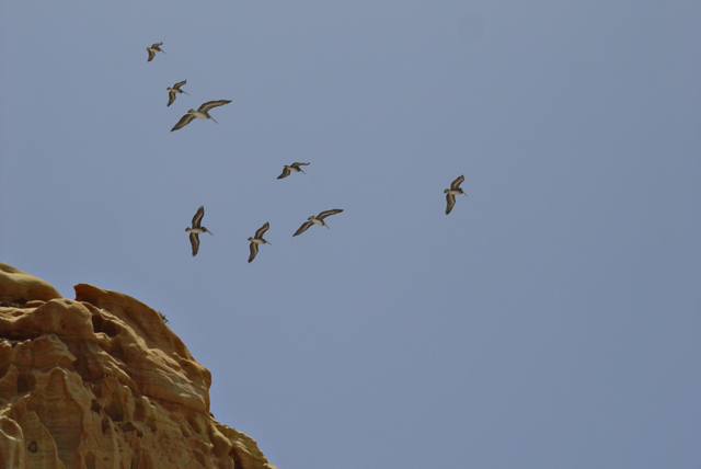 TorreyPinesBirds.jpg