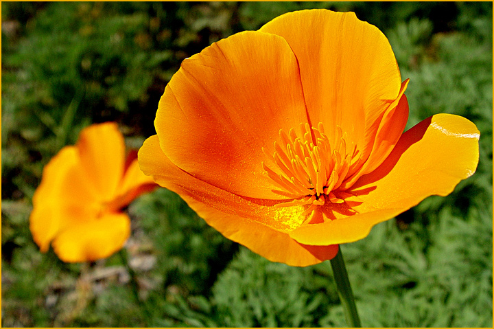 Poppy