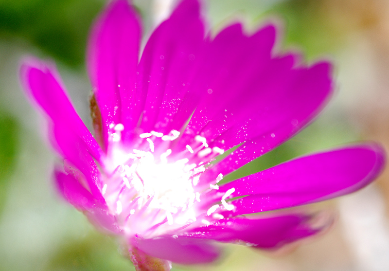 Iceplant Flower