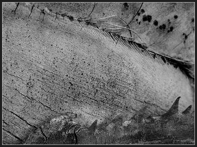Palm Abstract