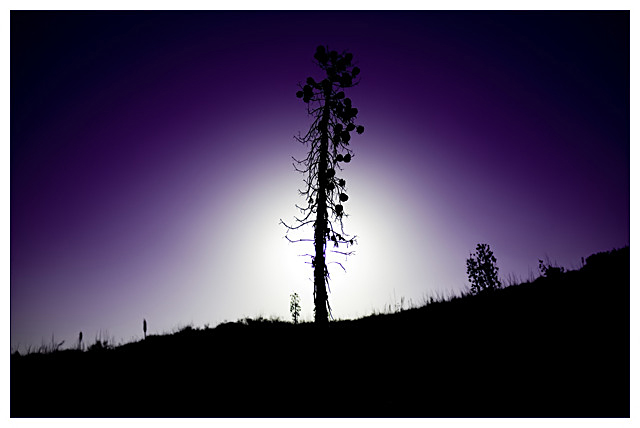 Yucca Silhouette