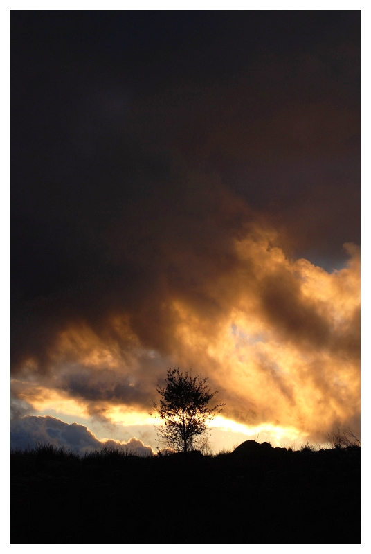 Single Tree