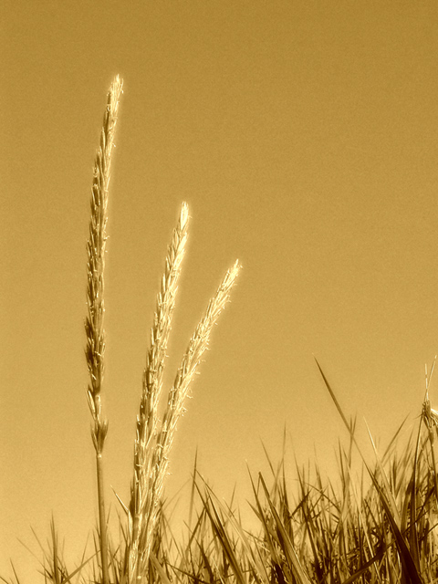 Grass.jpg