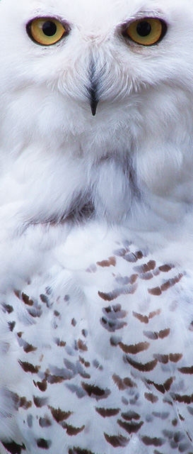 Snowy Owl.jpg