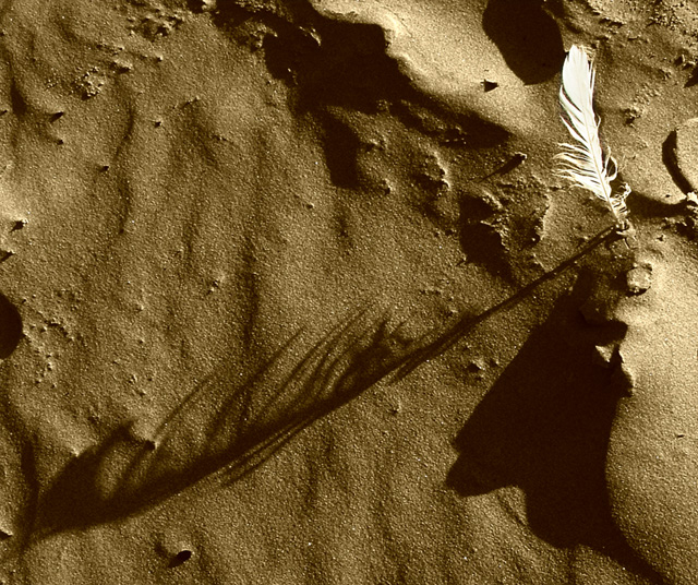 Feather 2.jpg