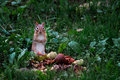 Chipmunk with Apple Stash