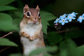 Chipmunk with Forget-Me-Nots