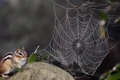Chipmunk and Giant Spider Web
