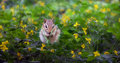 Chipmunk with Yellow Wildflowers