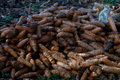 Squirrel Gathering Pine Cones 2
