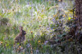 Rabbit in Backyard